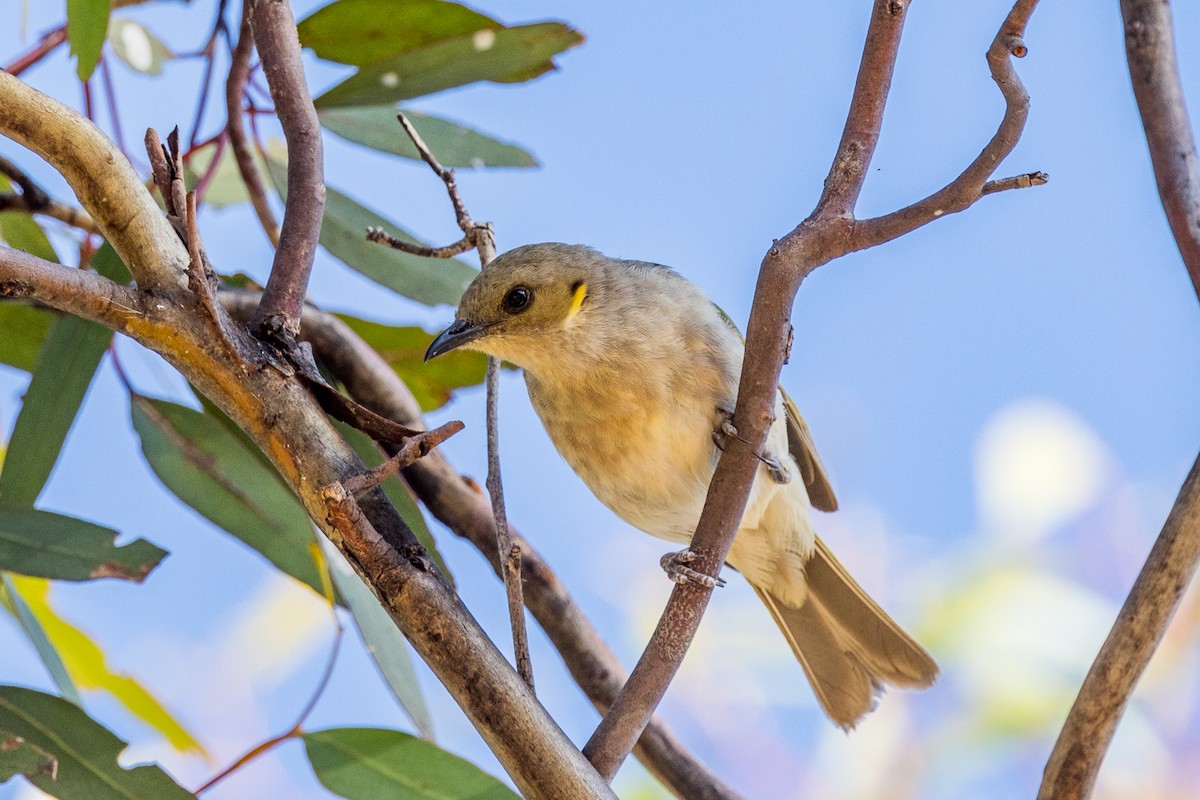 Fuscous Honeyeater - ML528530281