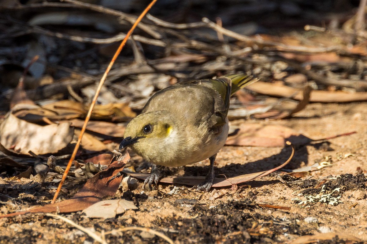 Fuscous Honeyeater - ML528530321