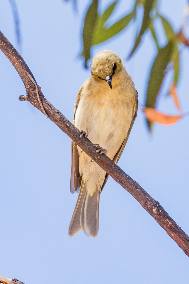 Fuscous Honeyeater - ML528530371