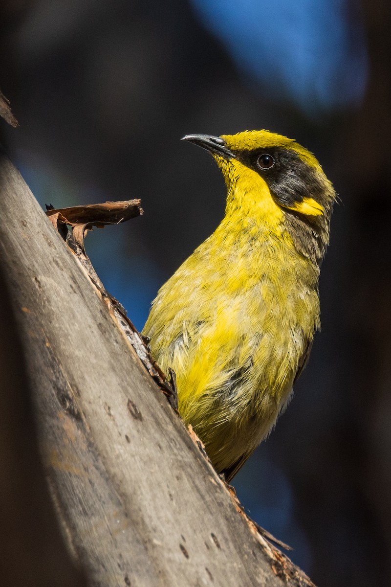 Yellow-tufted Honeyeater - ML528530401