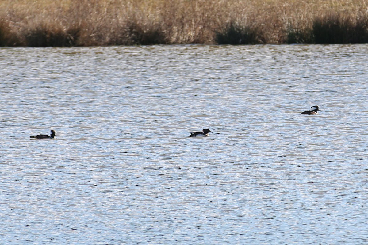 Hooded Merganser - ML528530971