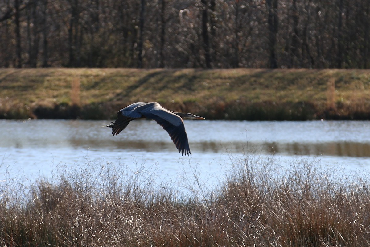 Great Blue Heron - ML528531041