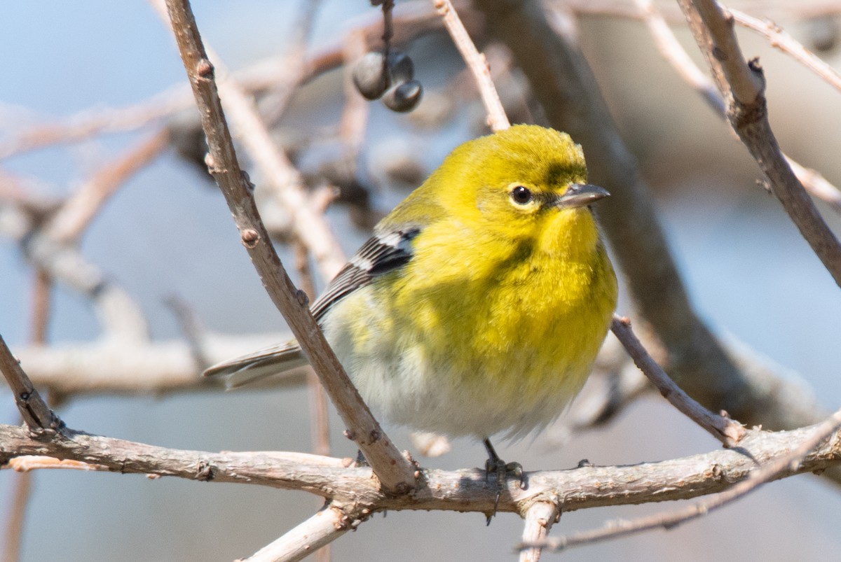 Pine Warbler - ML528531371