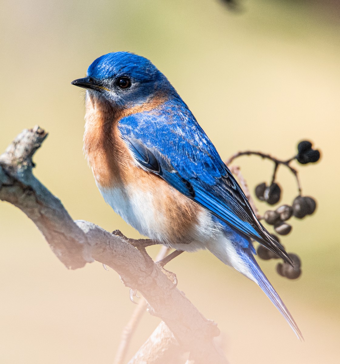 Eastern Bluebird - ML528531661