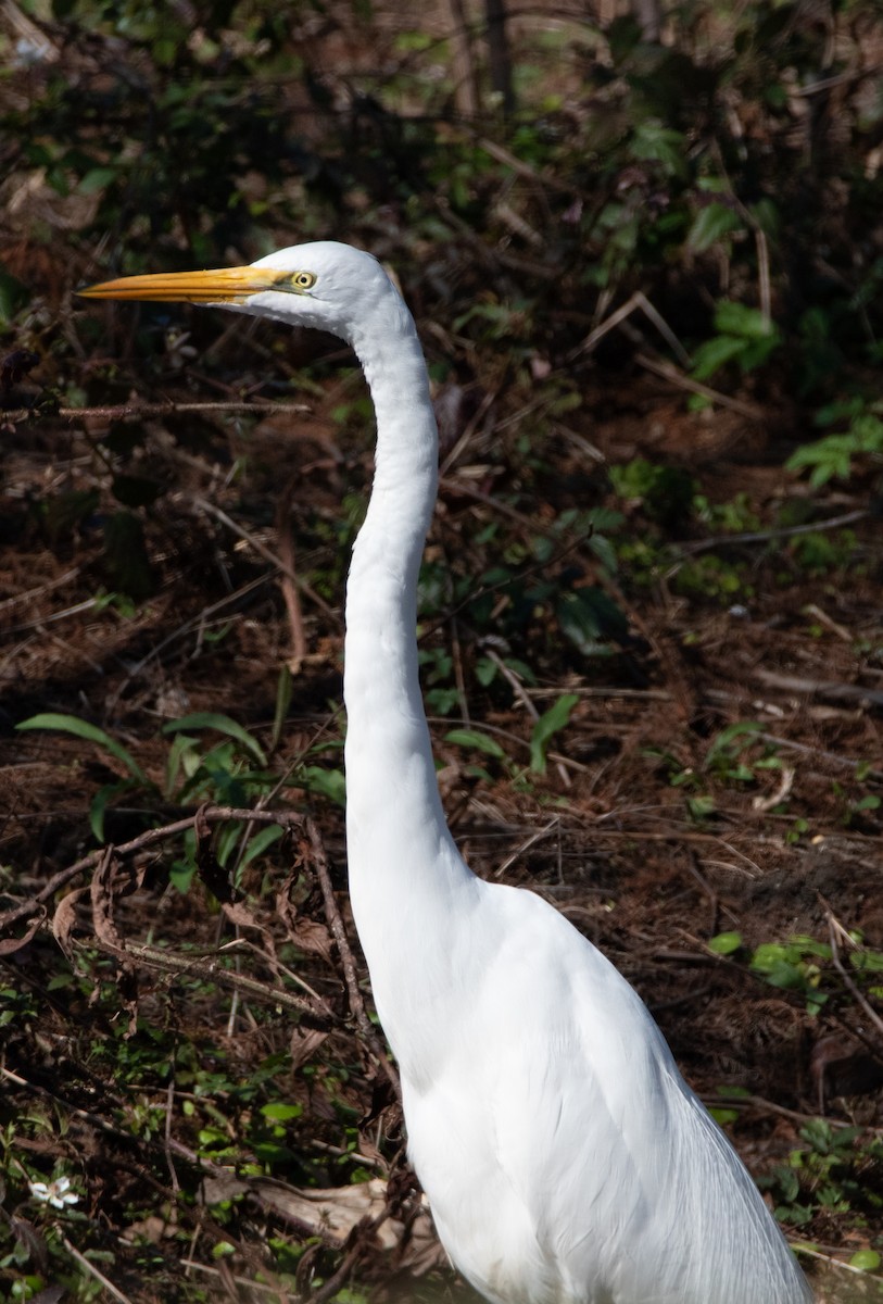 Great Egret - ML528531701