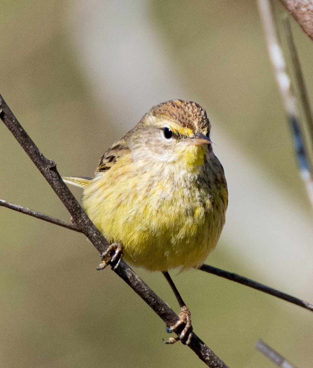 Palm Warbler - ML528531901