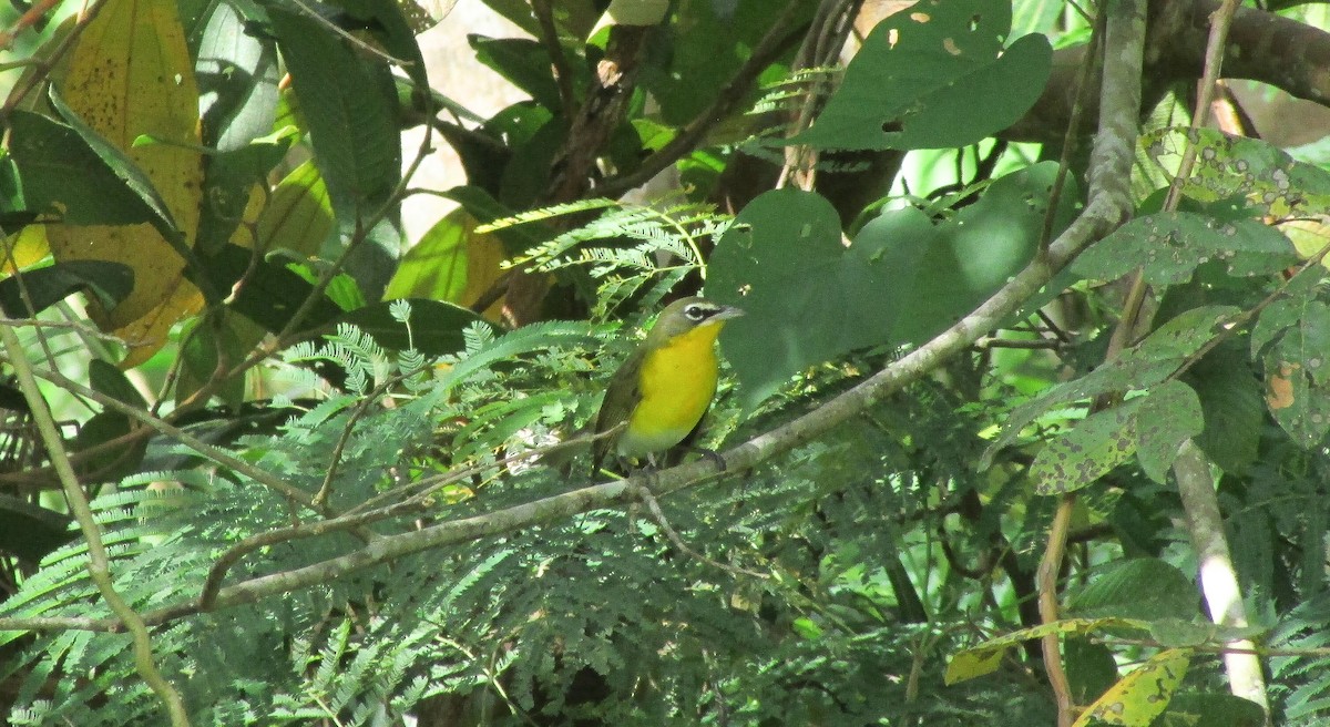 Yellow-breasted Chat - ML528532011
