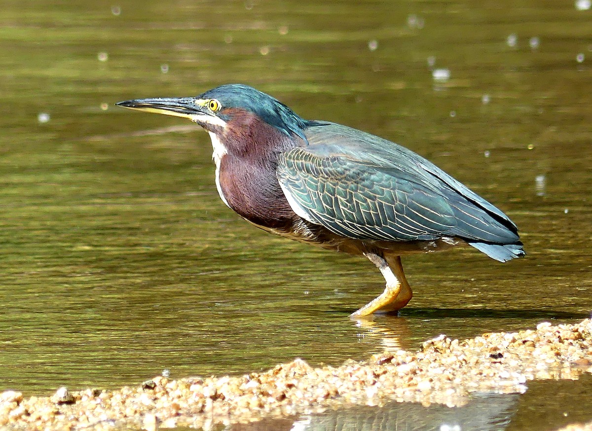 Green Heron - ML528532031