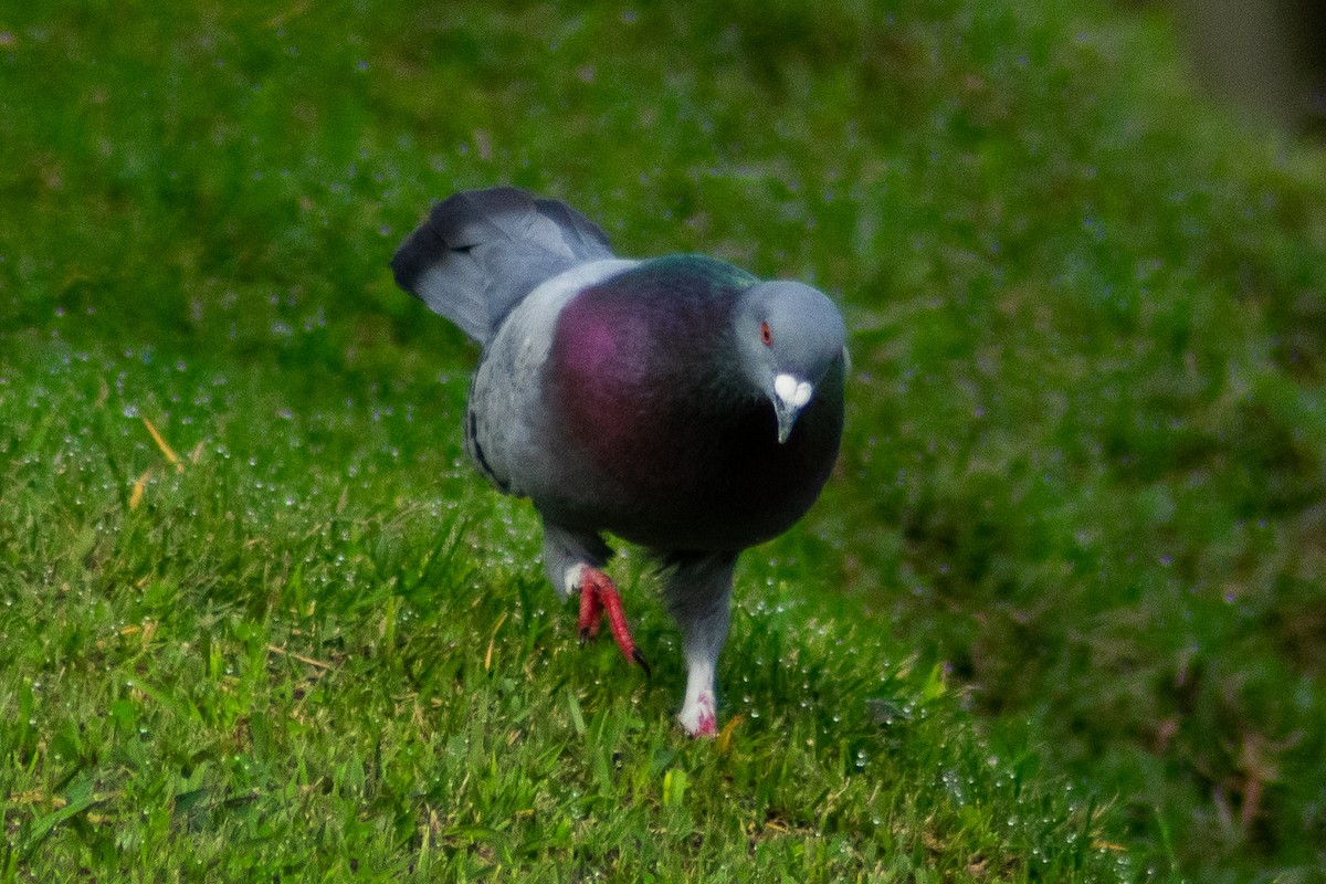 Rock Pigeon (Feral Pigeon) - ML528532211