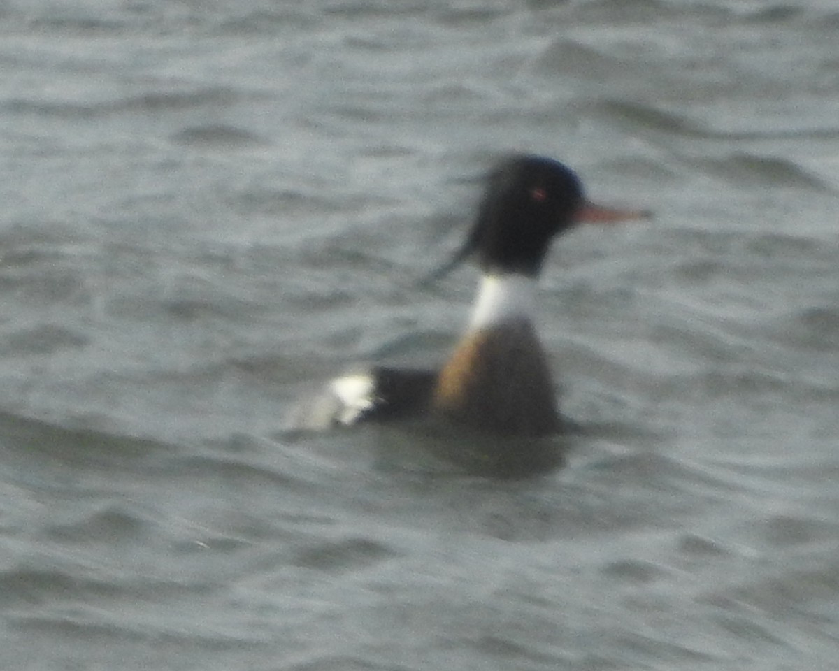 eBird Checklist 26 Jan 2023 Ocean CitySunset Park 9 species