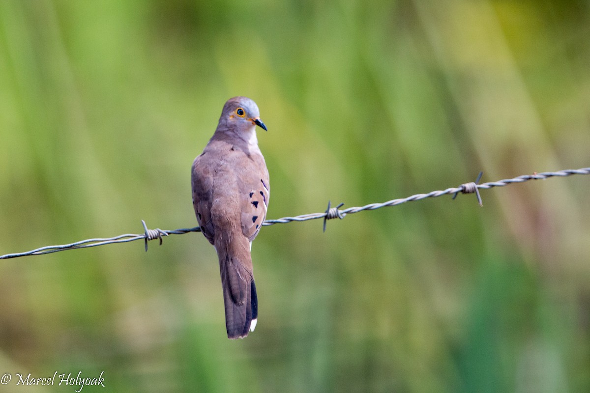 Long-tailed Ground Dove - ML528532821