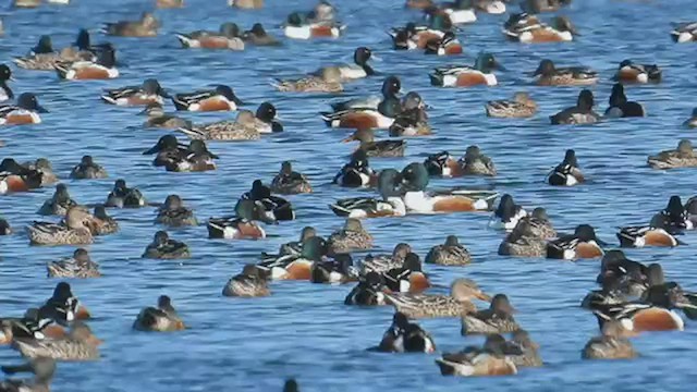 Northern Shoveler - ML528533071