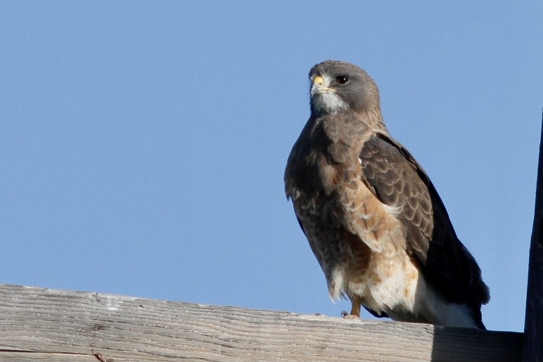 Swainson's Hawk - Bill Frey