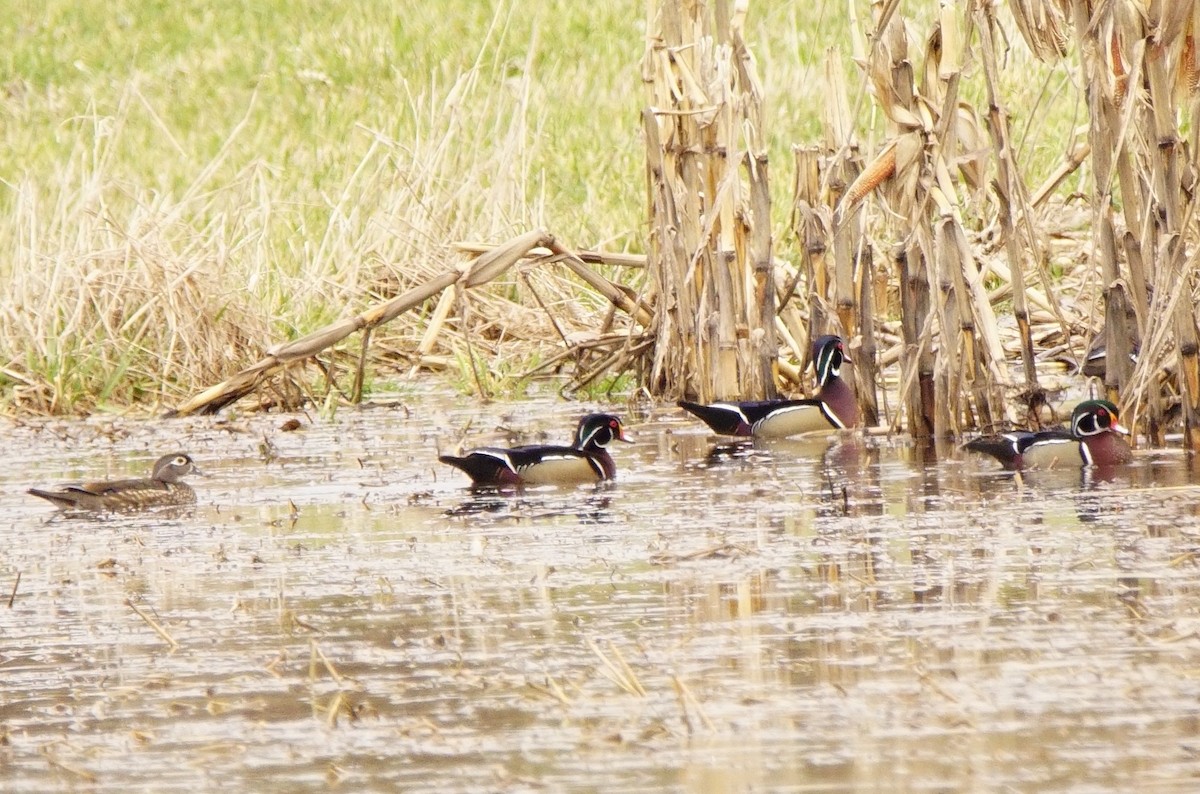 Wood Duck - ML52853571