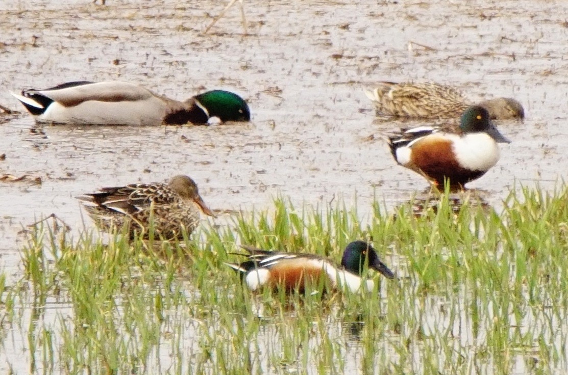 Northern Shoveler - ML52853651