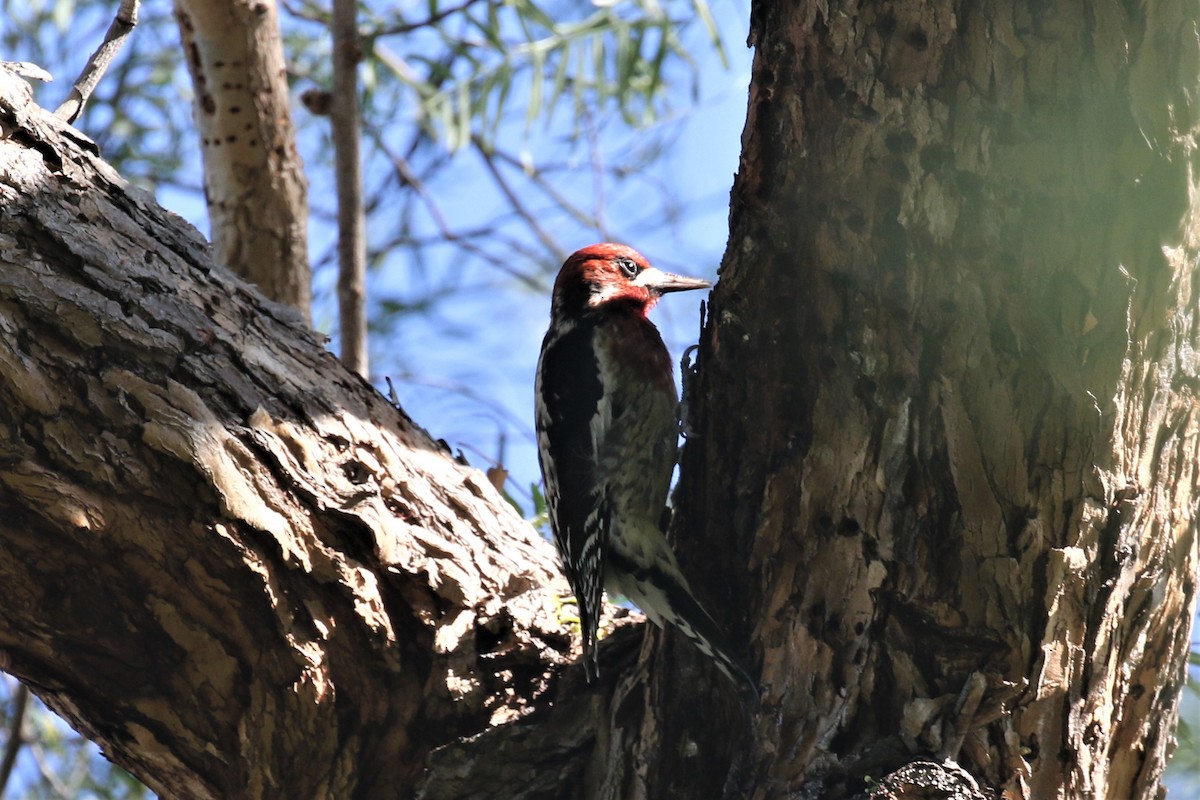 Red-breasted Sapsucker - ML528536841