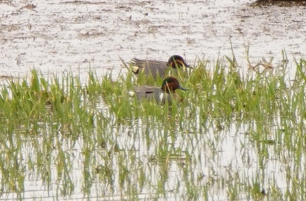 Green-winged Teal - ML52853711