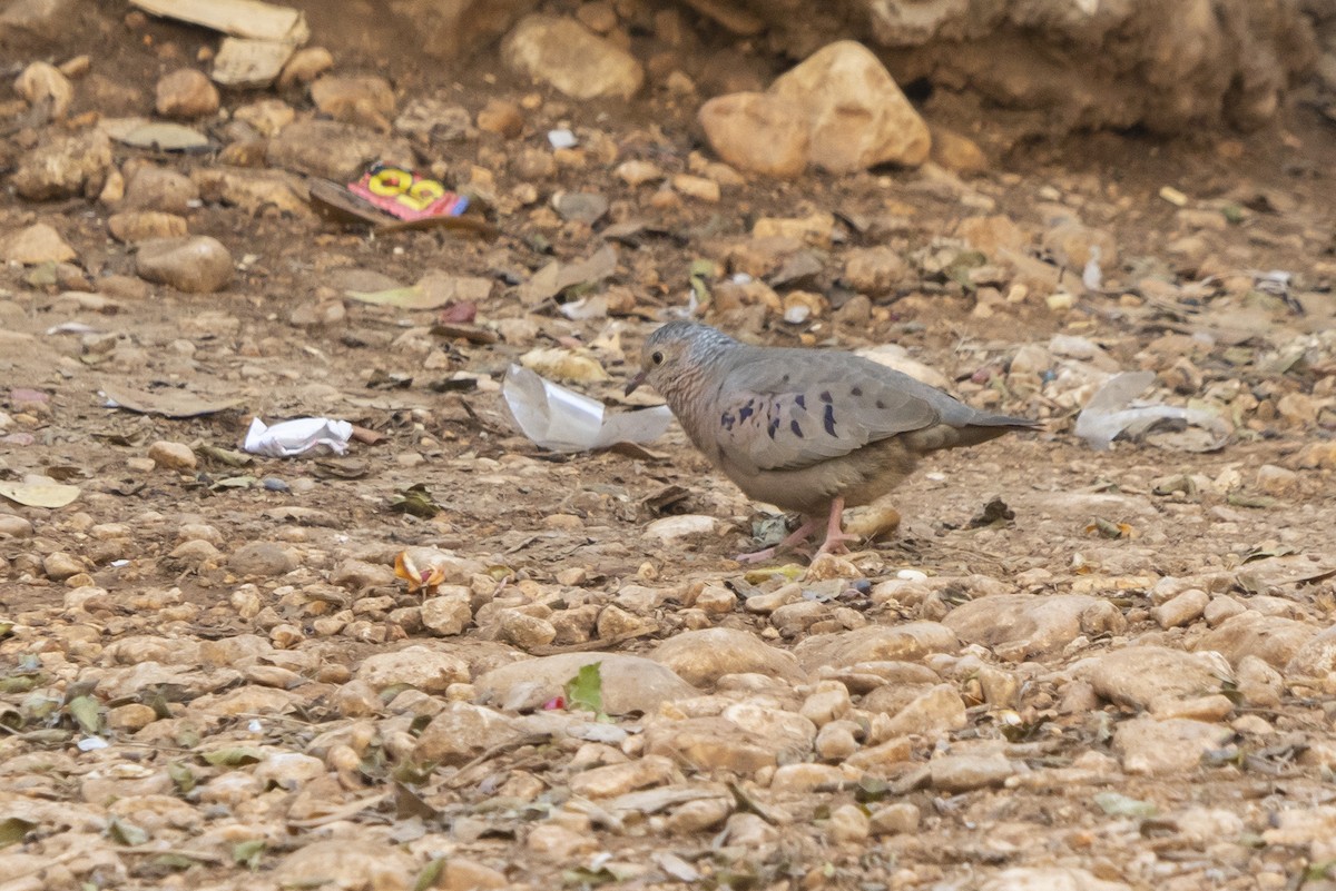 Common Ground Dove - ML528537491