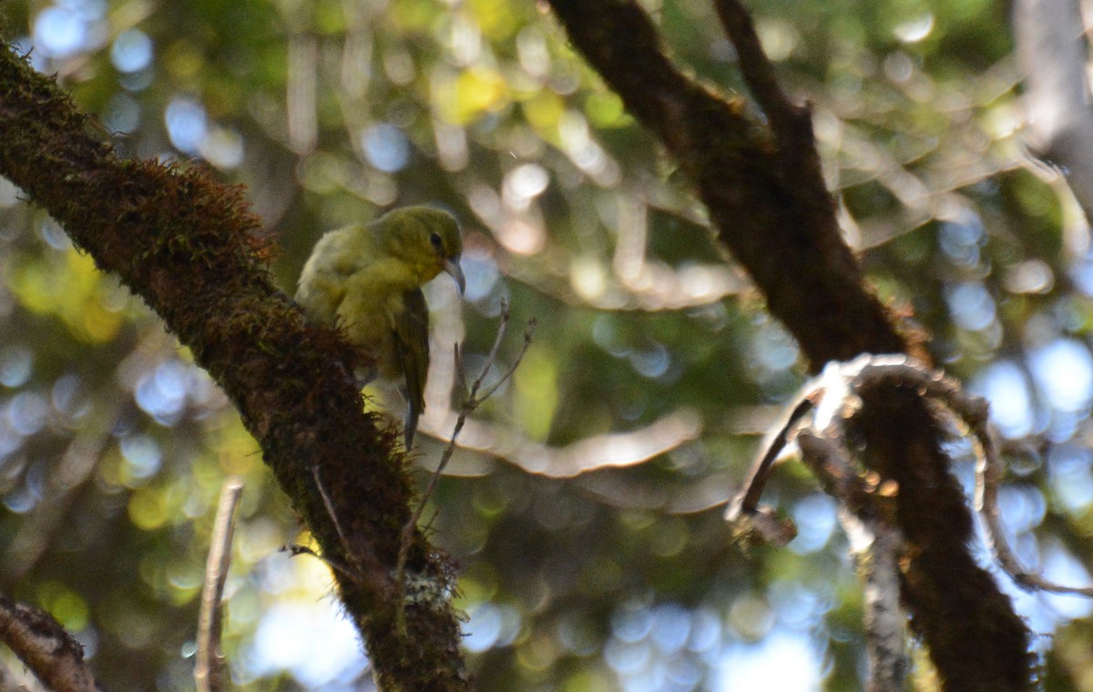 Amakihi de Kauai - ML528537781