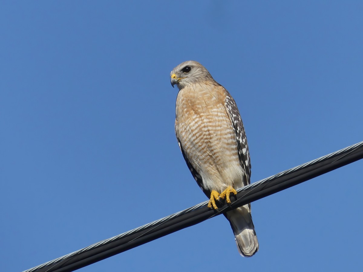 Red-shouldered Hawk - ML528537791