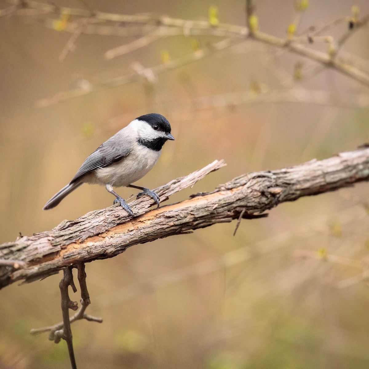 Carolina Chickadee - Alberto Lopez Torres