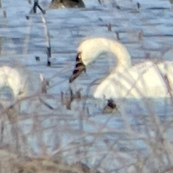 Tundra Swan - ML528540351