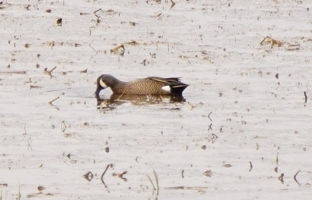 Blue-winged Teal - ML52854151