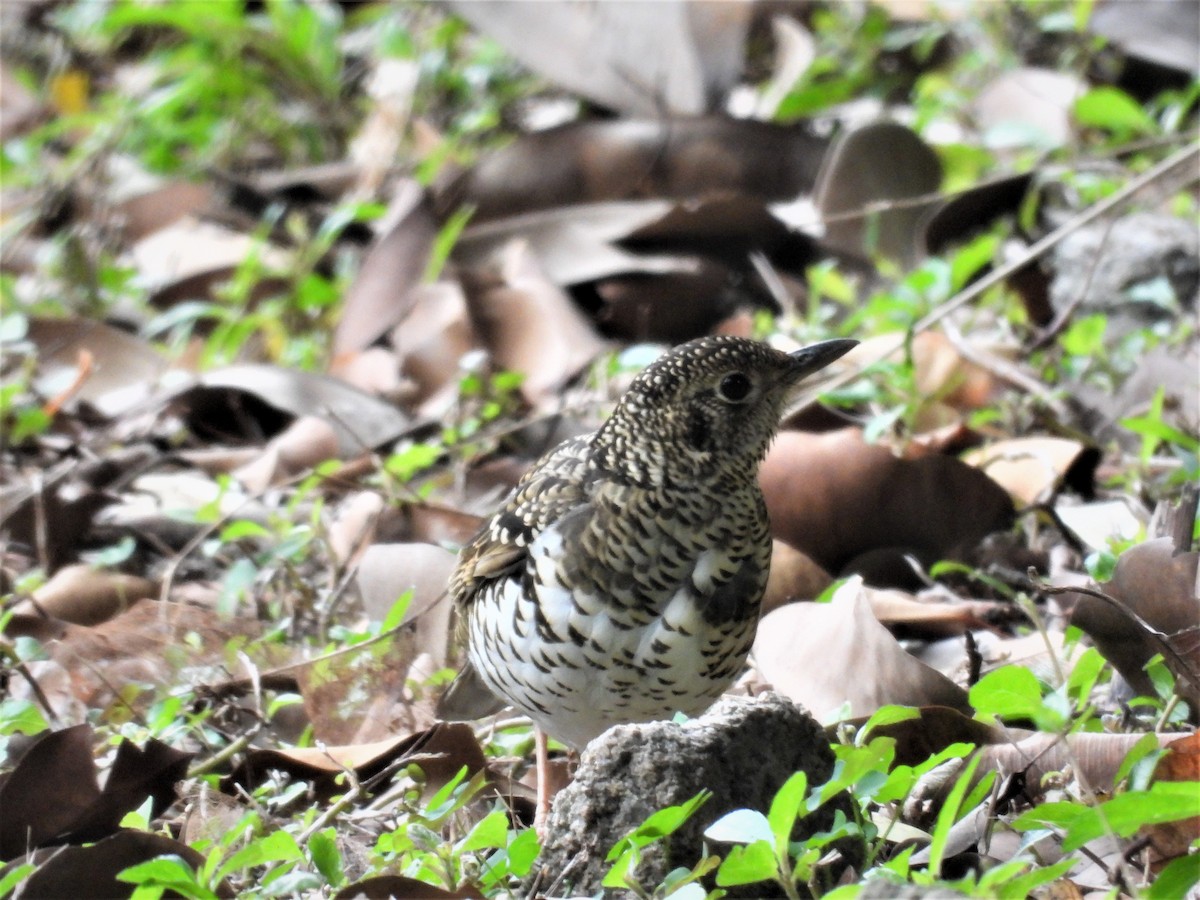 White's Thrush - ML528541651