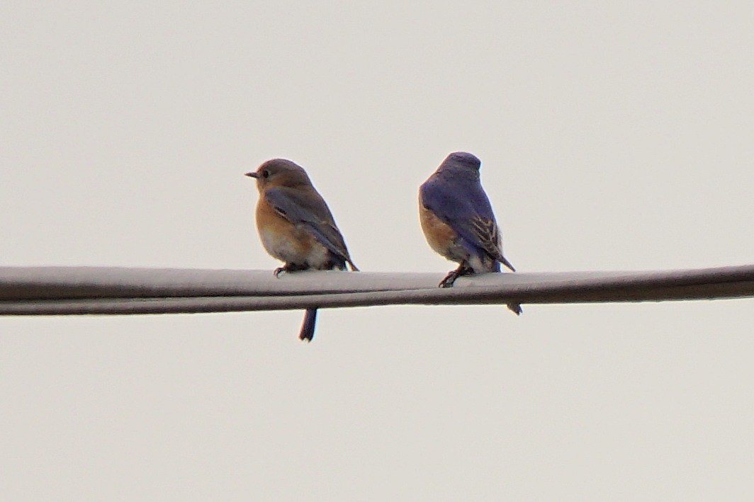 Eastern Bluebird - ML52854291