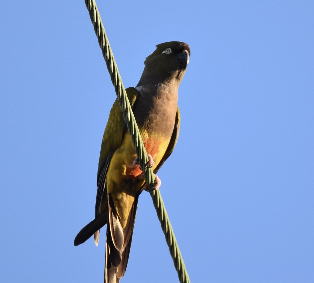 Burrowing Parakeet - Patricia Langen