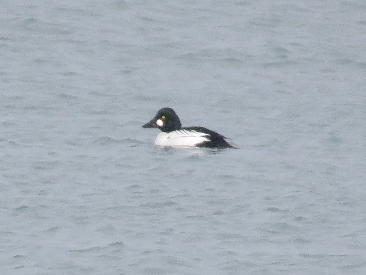 Common Goldeneye - ML528543101