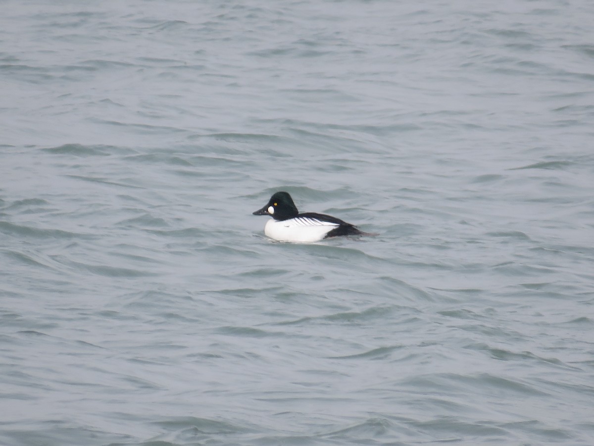 Common Goldeneye - ML528543111