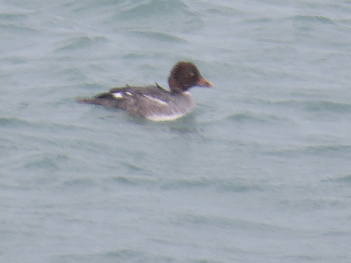 Common Goldeneye - ML528543121