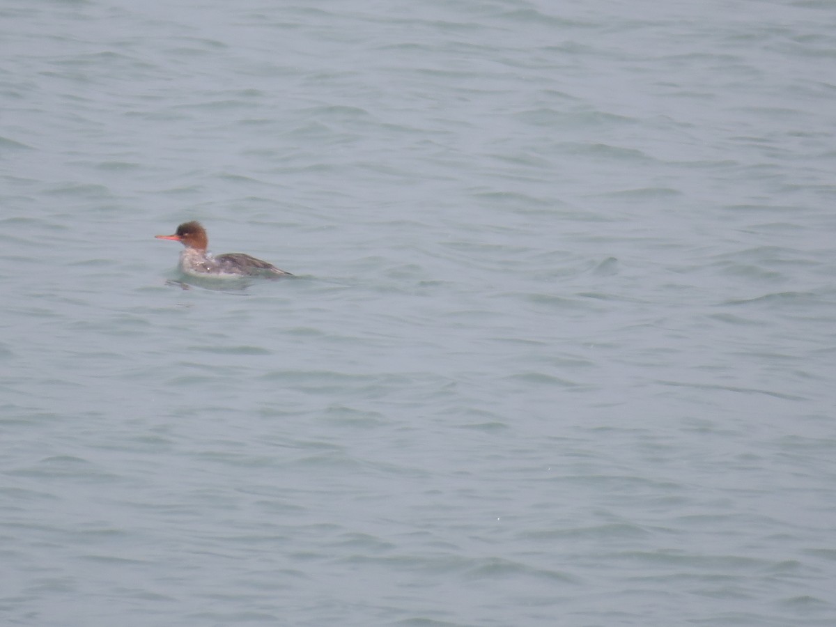 Red-breasted Merganser - ML528543221