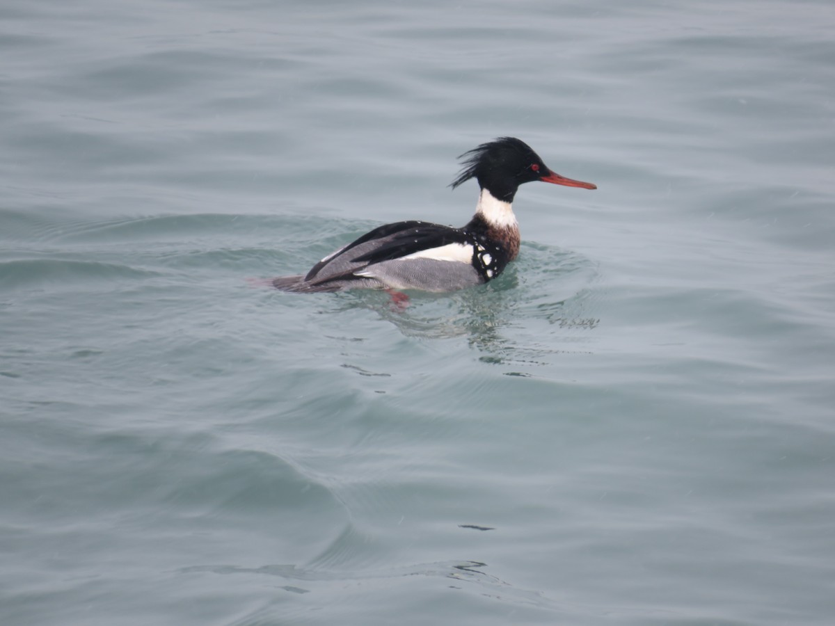 Red-breasted Merganser - ML528543231