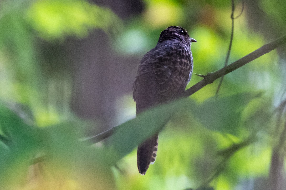 Brush Cuckoo - ML528543851