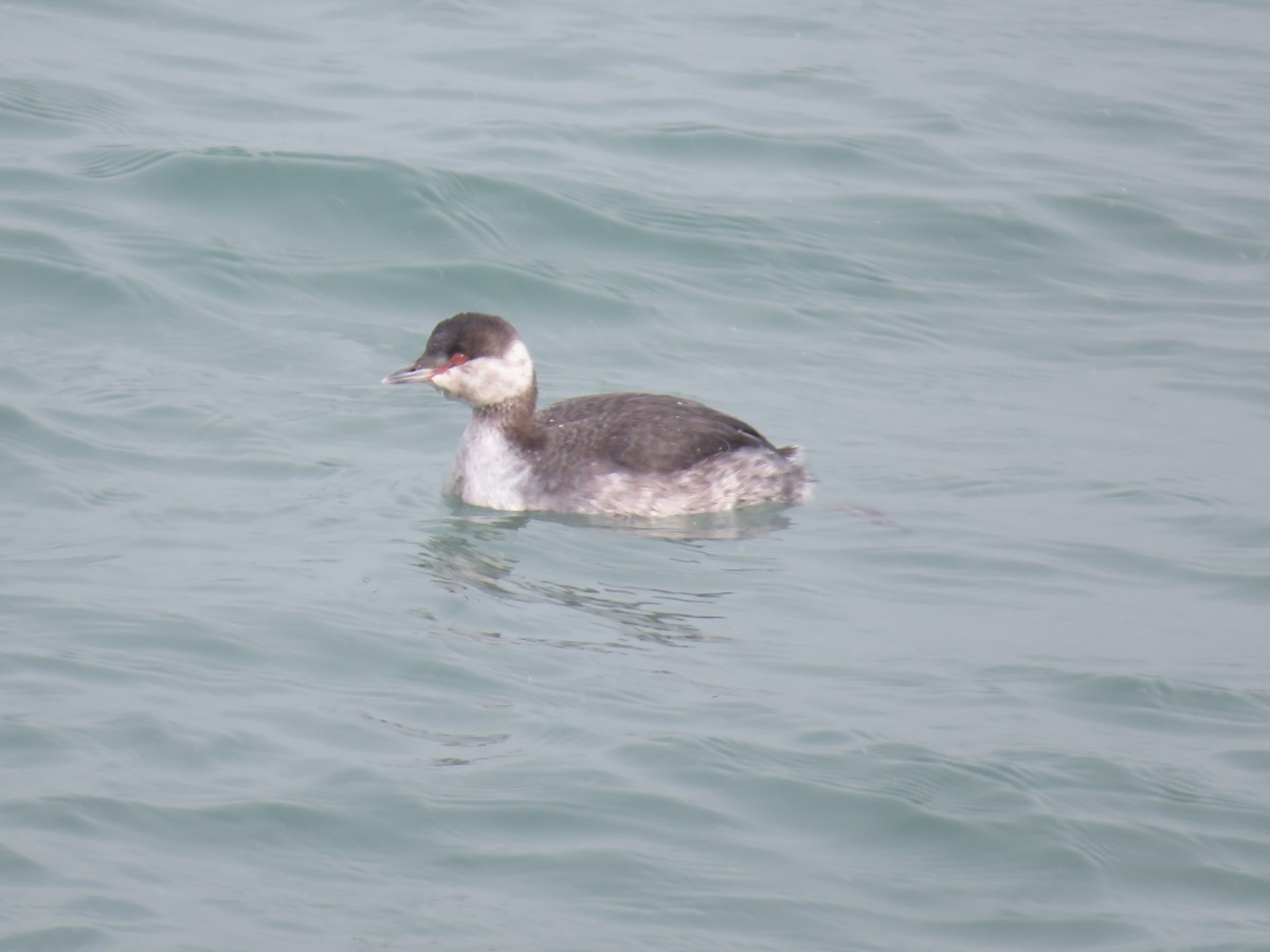 Horned Grebe - ML528544371