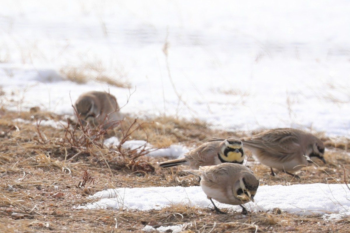 Horned Lark - ML528545971