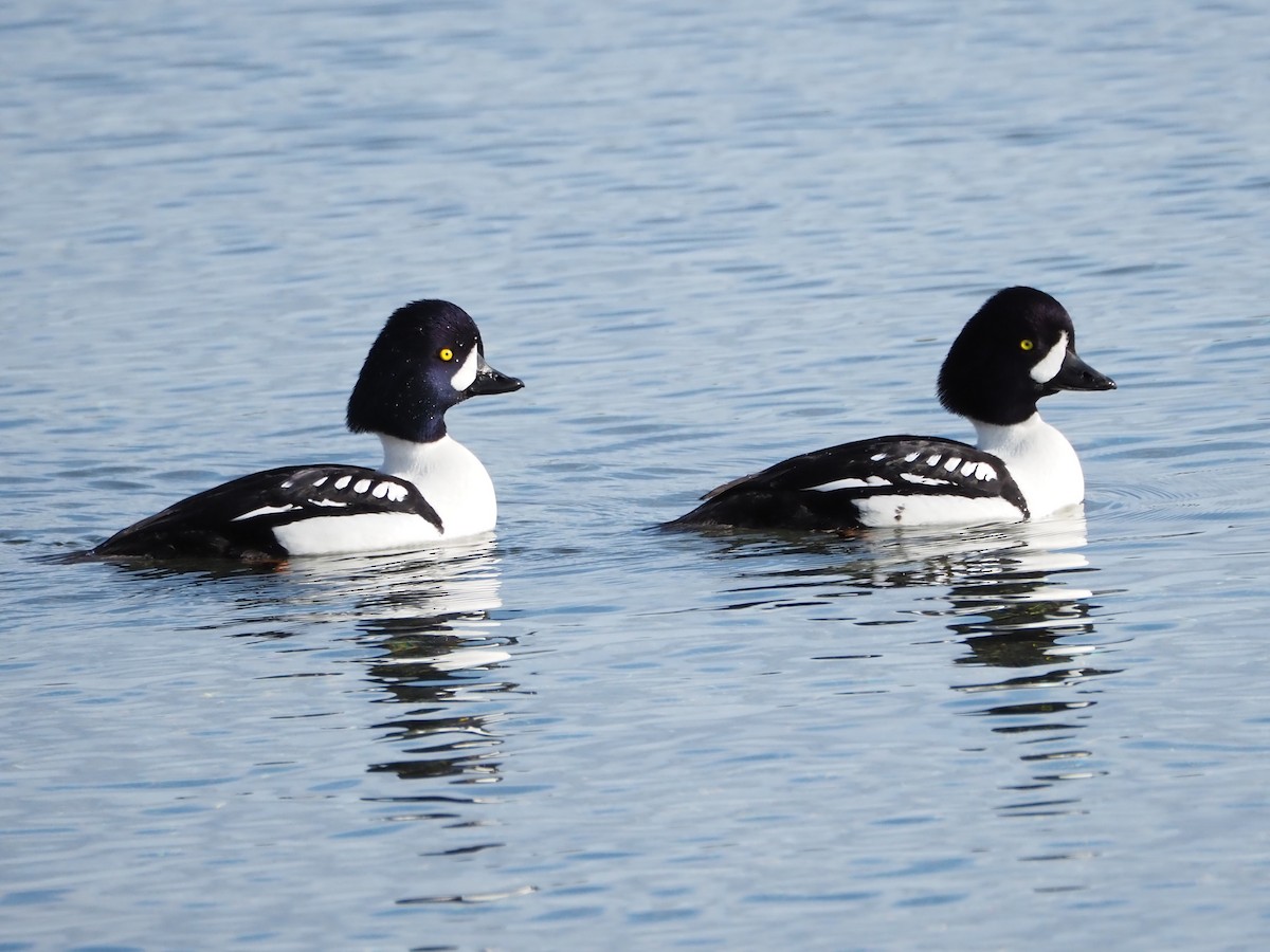 Barrow's Goldeneye - ML528549851