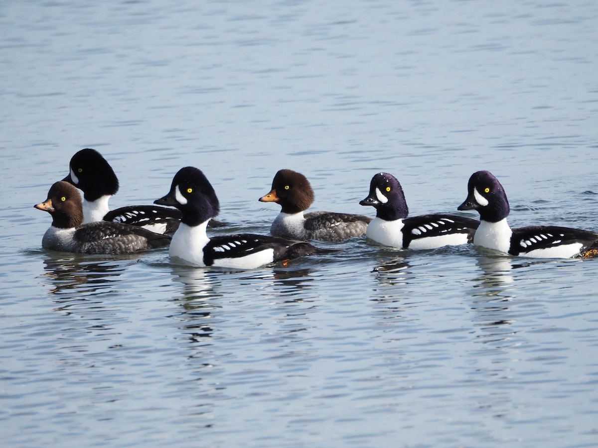 Barrow's Goldeneye - ML528549861