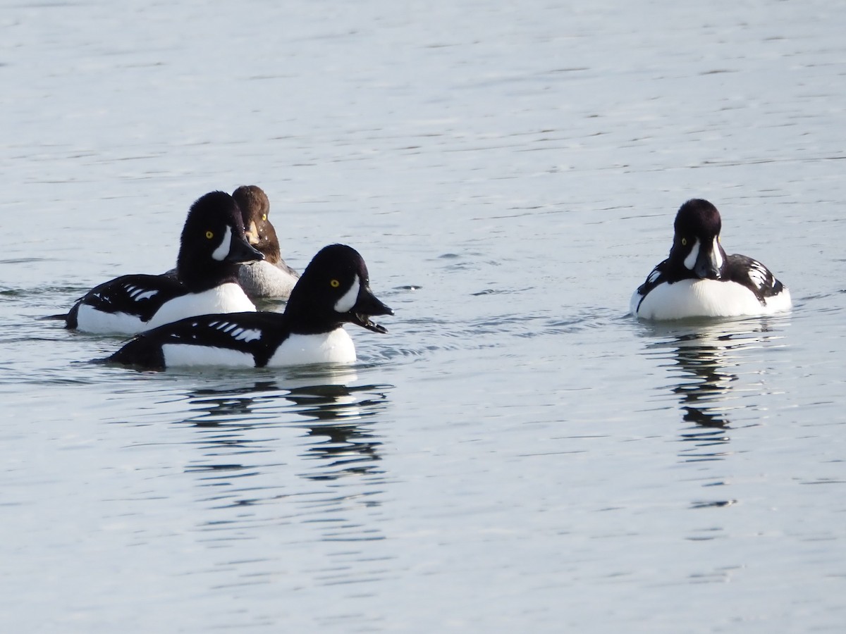 Barrow's Goldeneye - ML528549871