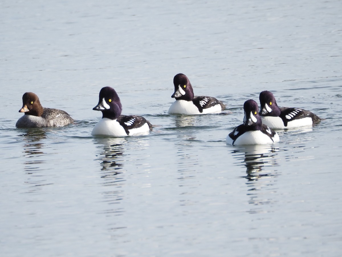 Barrow's Goldeneye - ML528549891