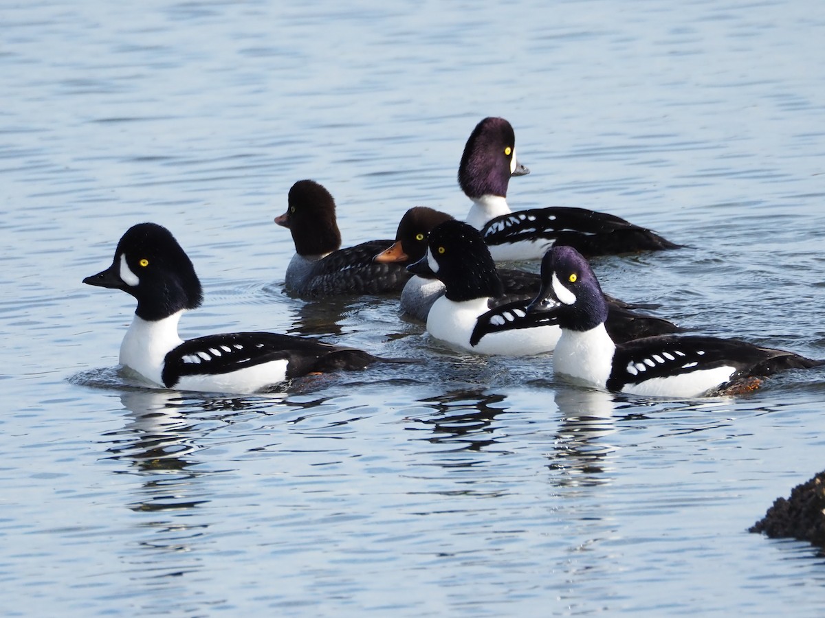 Barrow's Goldeneye - Jocelynn Johannesson