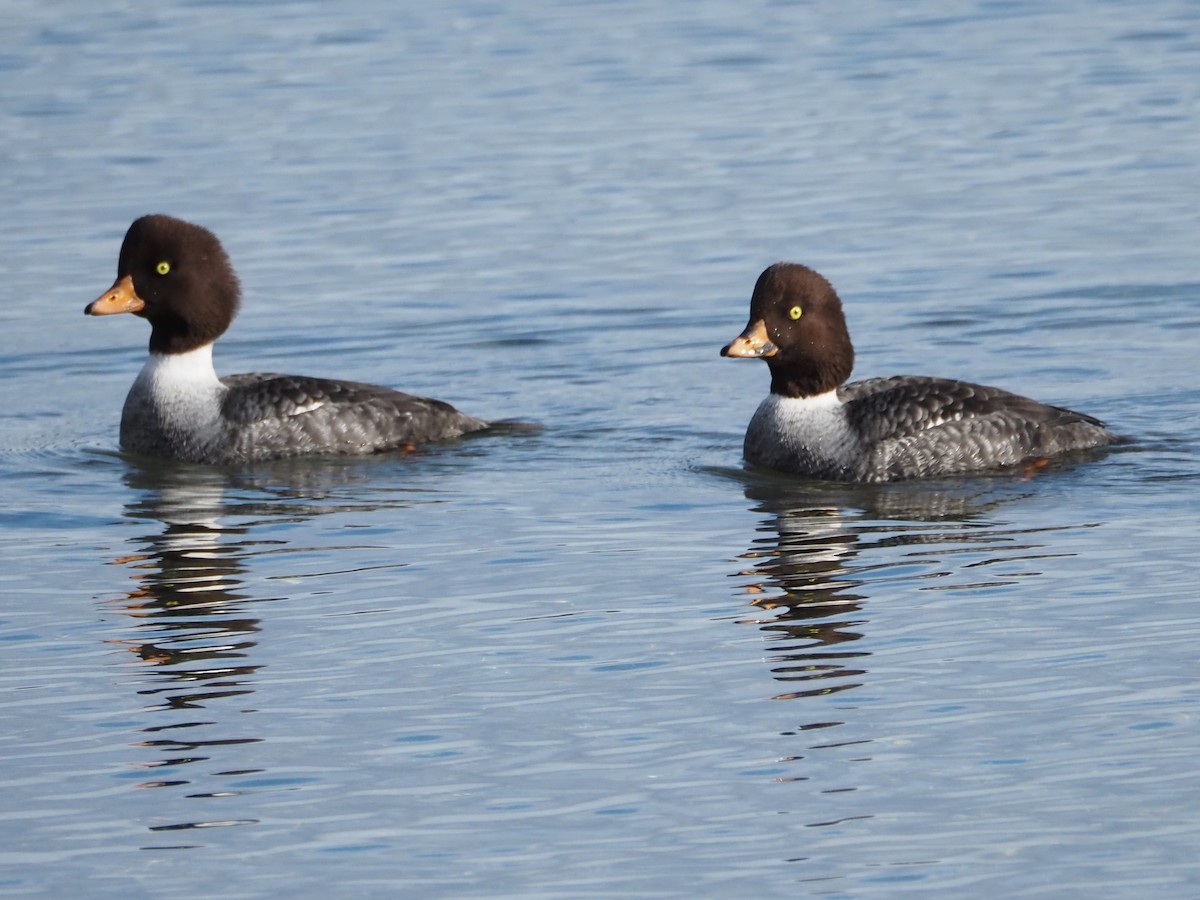 Barrow's Goldeneye - Jocelynn Johannesson