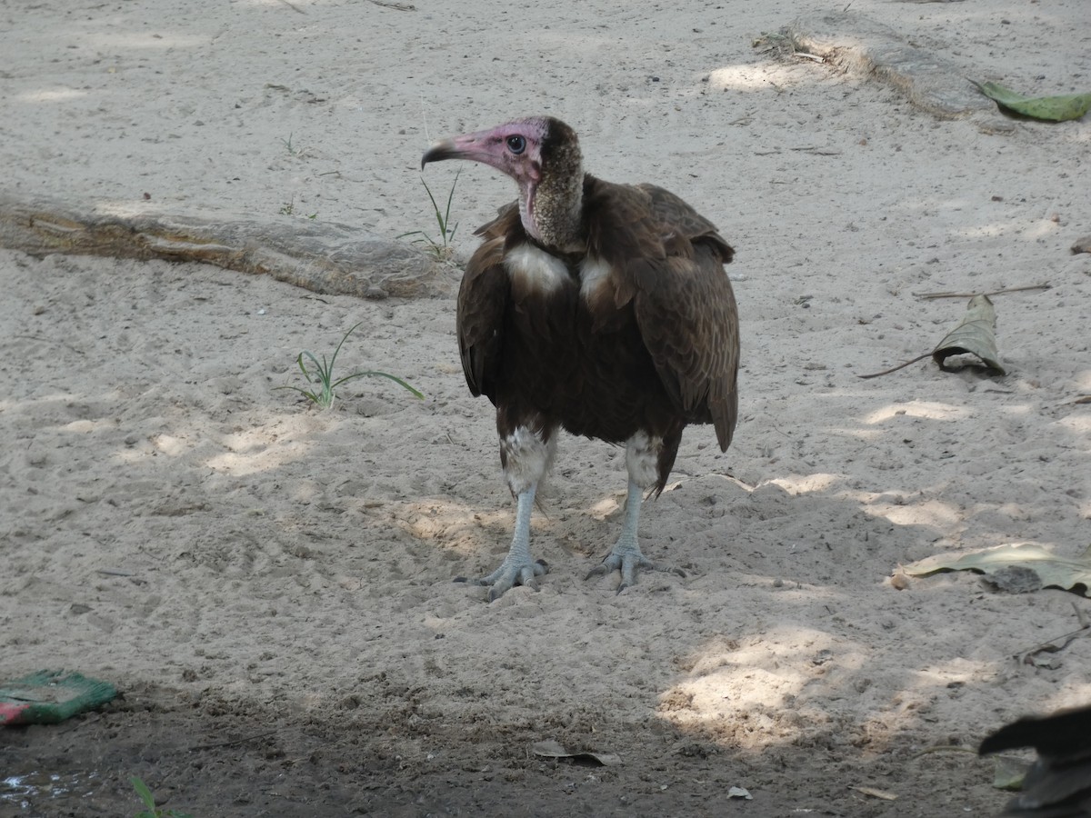 Hooded Vulture - Donald Wellmann