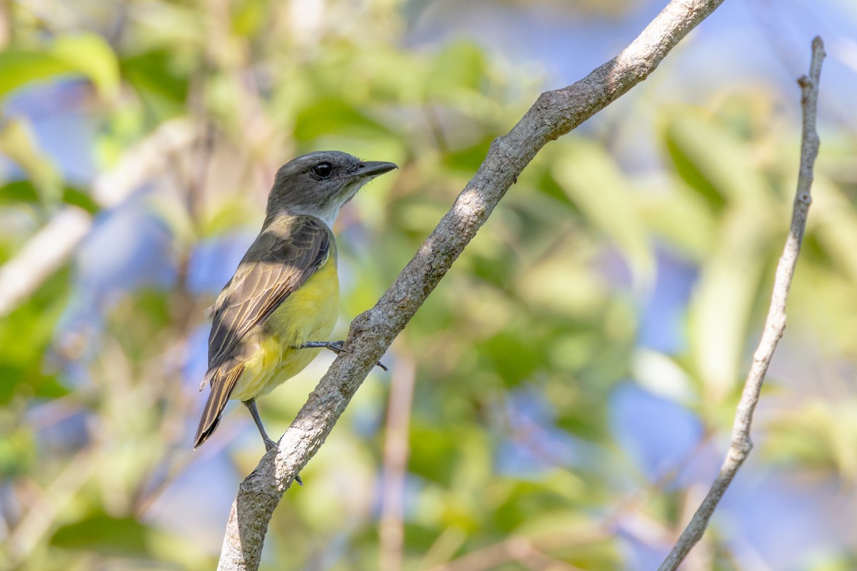 Sulphury Flycatcher - ML528553551