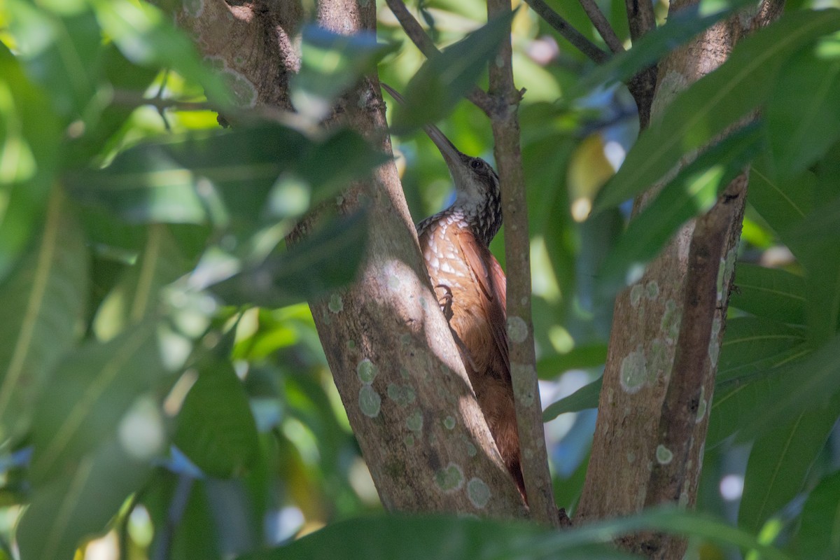 Long-billed Woodcreeper - ML528553761