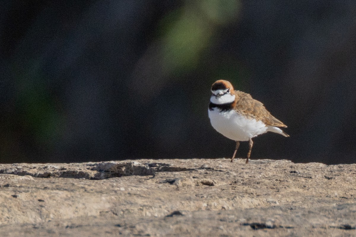 Collared Plover - Charlie Bostwick