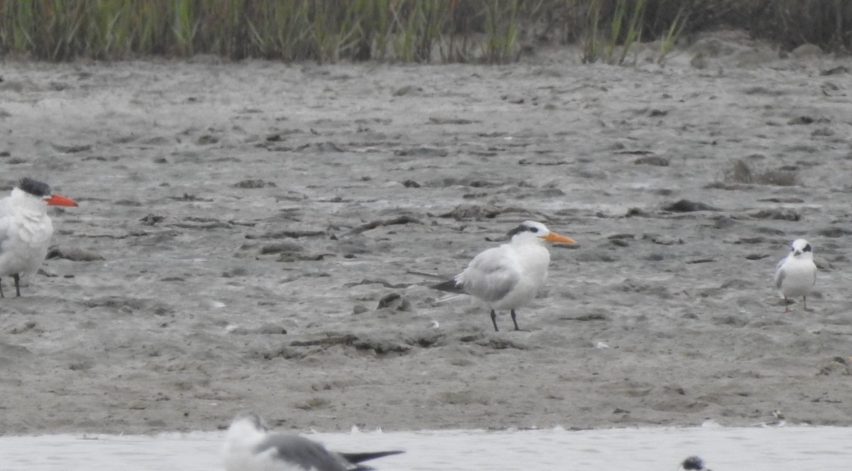 Royal Tern - Laura Tappan