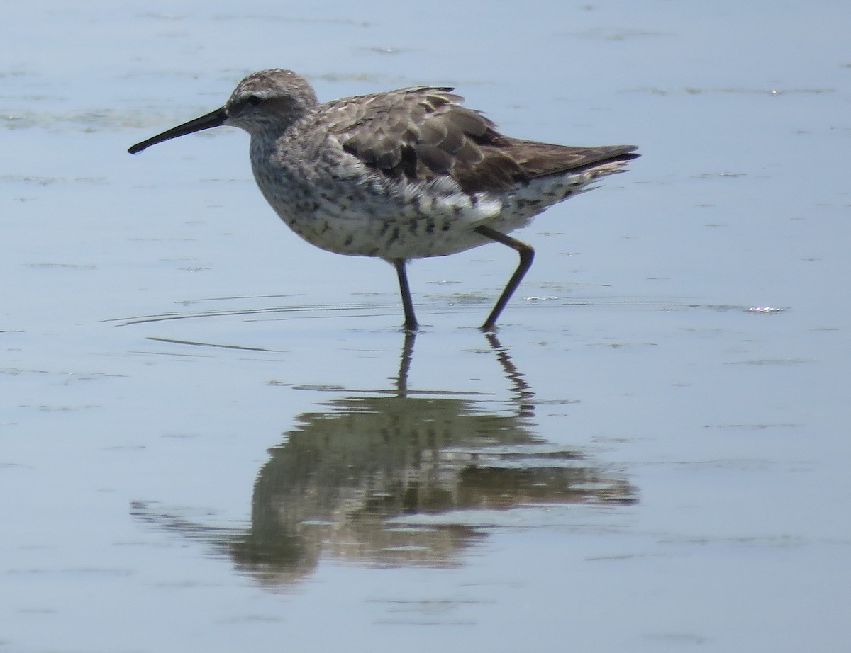 Stilt Sandpiper - ML528558201